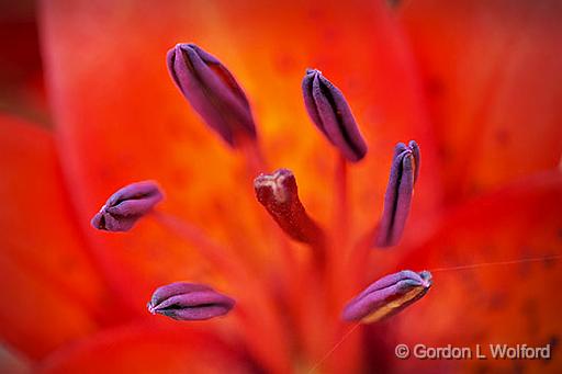 Lily Anthers & Stigma_P1150971-6.jpg - Photographed at Smiths Falls, Ontario, Canada.